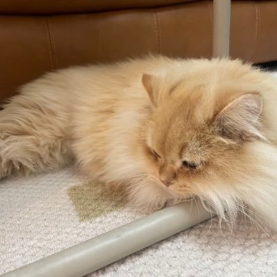 yyao_111's profile picture. 