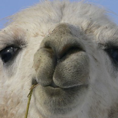 Llama Profile