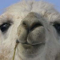 SweP Llama (@llamawautism) Twitter profile photo