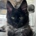 Last Frontier Maine Coons (@907MaineCoons) Twitter profile photo