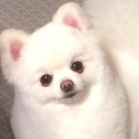 うぇるもこ (@welchannnn) 's Twitter Profile
