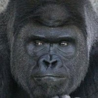 ゴリゴリ (@xwzzgolcjwxyydx) Twitter profile photo