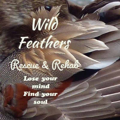 Wild Feathers Rescue Rehab and Awareness Foundation