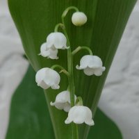 しおゆ (@apricottgreenro) 's Twitter Profile Photo