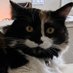 ๐๐บ๐ธCheshireCat(Judith)๐บ๐ธ๐ (@chesspuss7) Twitter profile photo ๐๐บ๐ธCheshireCat(Judith)๐บ๐ธ๐ (@chesspuss7) Twitter profile photo