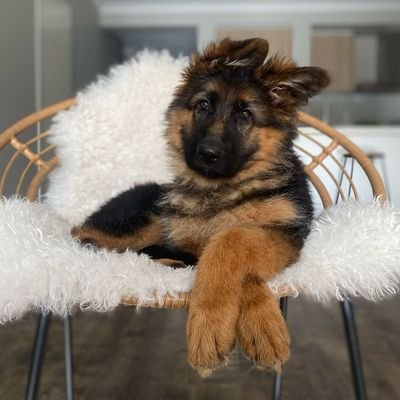 Welcome to @gsdlovers20 We share daily #gsd Contents Follow us if you really love German shepherd