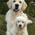 Golden retriever puppies for adoption (@ForPuppies2) Twitter profile photo