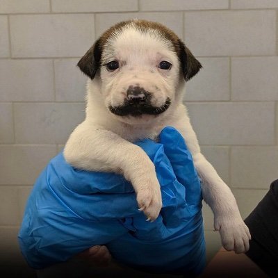 MEET DOLLY THE 'MOUSTACHE PUPPY'