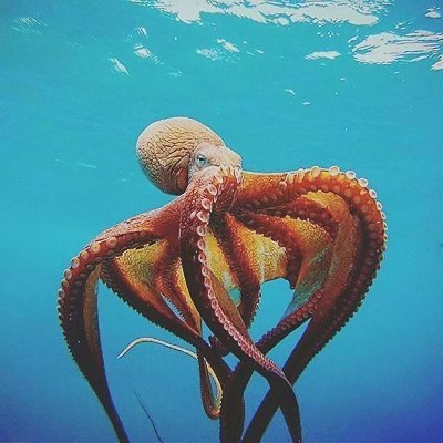 tropical octopus building tech things below the Equator | startup founder | the future is knowing less, but better |  portuguese posts: @coproduto