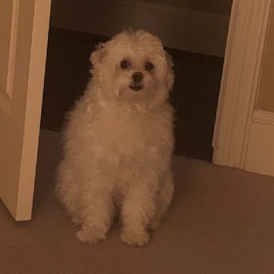 AliefMSOrch's profile picture. 