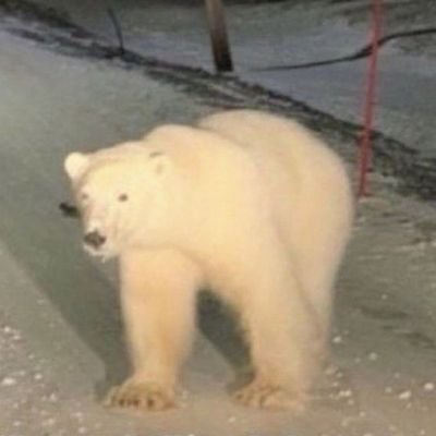 Baldetableton's profile picture. 