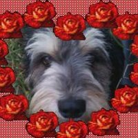 SherylMcQueenFreeman (@staticfire6973) 's Twitter Profile