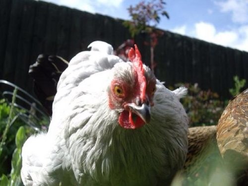 Living in rural Leicestershire, keeps chickens 🐓 and have just taken on an allotment.