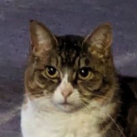 Caitac mini (@caitac3) 's Twitter Profile