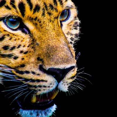 Memecoin named after the feline with the strongest bite.

The third Feline in size.  $Jaguar

The King of Amazon and Pantanal

https://t.co/pJPxVwvfs5
