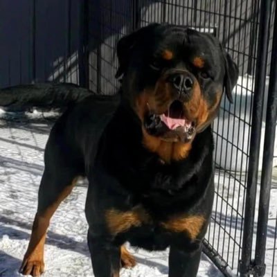 Christian. Homesteader Guardian Rottweilers, living off the land as much as possible