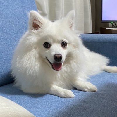 tokko_1963's profile picture. 若い頃インディゴ地平線聞いてた しばらく遠ざかってたけど登山アプリでヤマブキを知って以来、スピッツが大好きです😊才能が溢れてる✨ ツイッターでスピッツライフを充実させたい😆無言フォロー失礼します