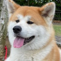 秋田犬🌙月愛（ルナ）(@makoyannn2) 's Twitter Profile Photo