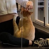 체육관고양이 (@ap201117) 's Twitter Profile