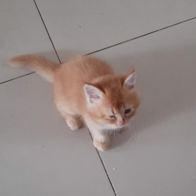 iceyDh's profile picture. hi