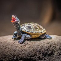 Dr. Acula (@moracull) 's Twitter Profile