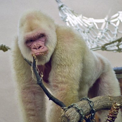 UndefeatedSi's profile picture. Ewing high school | RB/LB/DE/FB| C/O 27 | 6’0 212|GPA:3.0|Phone:908-420-9873| email: Josiahrahli420@gmail.com