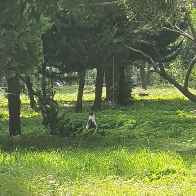 밤 먹고 싶어서 밤나무가 되었습니다
아니 아무나 나랑 화귀얘기 해줘요
🌳