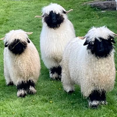 Valais Blacknose Sheep, Aberdeen Angus, Belted Galloway https://t.co/akca6BK7mb