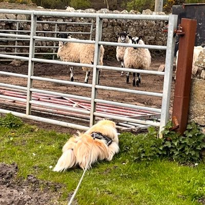 I moved from Newcastle & I now live on a farm in rural Northumberland • If you think LGB has a T, then we're not going to be best buds • Big Fat Mary • Hate EU