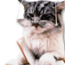 CatFacts (@factscat) Twitter profile photo CatFacts (@factscat) Twitter profile photo