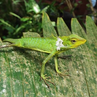 twizz90's profile picture. Airdrop Hunter | 🦎
pelatih lumba-lumba 🐬