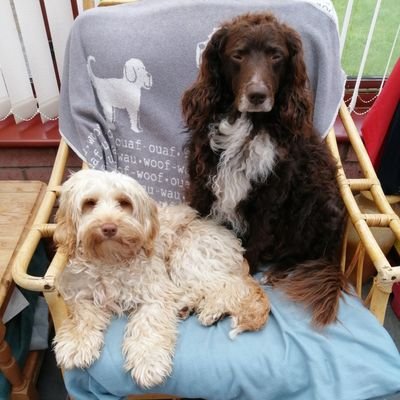 F2 Sproodle, 5 years old, full name Albert, & F2 Cockapoo 8 months old named Thomas. Normally seen with our hoodad @corns85.