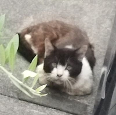 5Cの人です