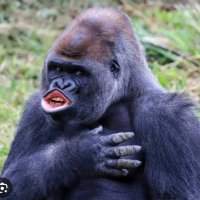 10トン (@10tkamo) 's Twitter Profile
