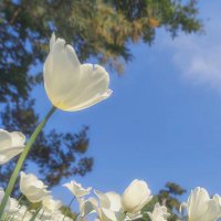 Varuni uthpala (@uthpalavaruni) 's Twitter Profile