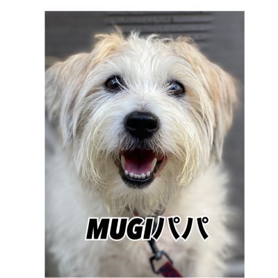 2023.4.28に虹の橋を渡った愛犬MUGI(享年14歳)のパパなのでMUGIパパです。撮影会、リリイベ 、色々なイベントなどに出没する属性DDです。音楽、ファッション好きです。えまちる所属。 ルーティーンは一日一えまさんをつぶやくこと。