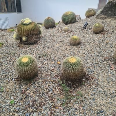 ChannMr54740's profile picture. 