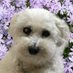 マミー 🐶🐾ゆっくりと… (@mamiko_marble) Twitter profile photo マミー 🐶🐾ゆっくりと… (@mamiko_marble) Twitter profile photo