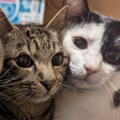 生成AI勉強中な広告デザイナー、
飲み会、猫多頭飼い🐱、飯テロ、格闘技、漫画アニメゲーム、2023年8月末入籍
😇チラシの裏的趣味ポスト 名古屋