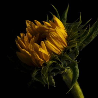 geistfotografik's profile picture. Midlands based photographer with a focus on portraits, treescapes, and street photography. Instagram: donnageistfotografik