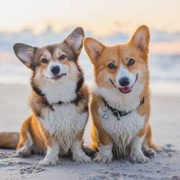 Corgi Lovers Club(@corgi_club1) 's Twitter Profile Photo