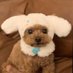 doctor goat (@ddrgoat) Twitter profile photo doctor goat (@ddrgoat) Twitter profile photo