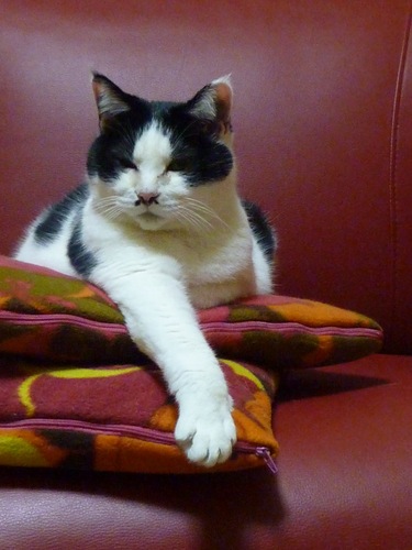 _cuumuu's profile picture. 京都在住。映画館、美術館、博物館、神社仏閣、本屋さん、コンサートホールなど気の向くまま節操なくうろうろしてます。猫2匹と同居。