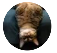 Cat is upsidedown but right side up for your portfolio @upsidedowncat_
