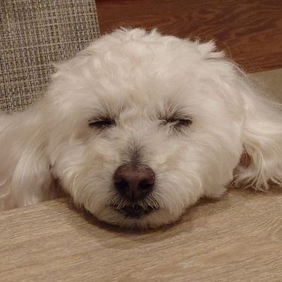 yuyu53_'s profile picture. いにあど5期生びじこ。のあず。アイコンはわんこ。