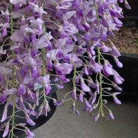 사람 키르슈와 고양이 소람🕯 (@infull_blossom) 's Twitter Profile Photo