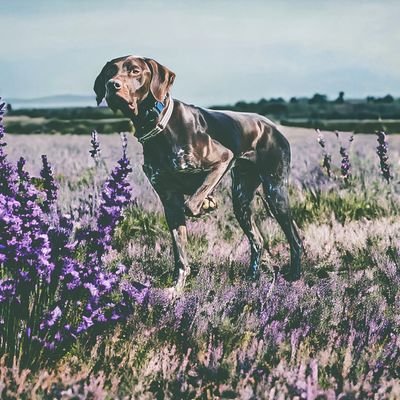 scout_the_gsp Profile Picture