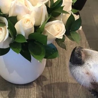 H2O_xen's profile picture. Gradually becoming more Frog than Toad as I grow up. I think. I hope. I'm trying.