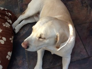 rowenaho's profile picture. 