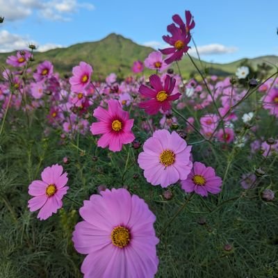 polkadotupskirt's profile picture. 年寄り元気